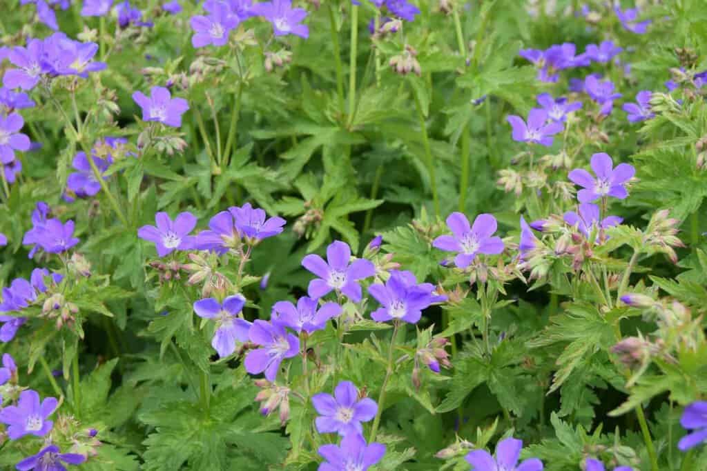 Geranium himalayense 'Gravetye' ---